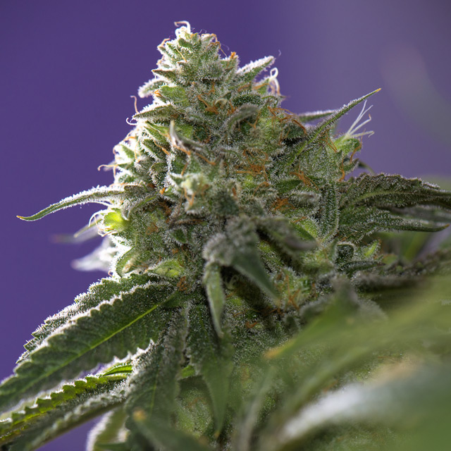 Vision Seeds 3VLC-IC Feminised Cannabis Seeds