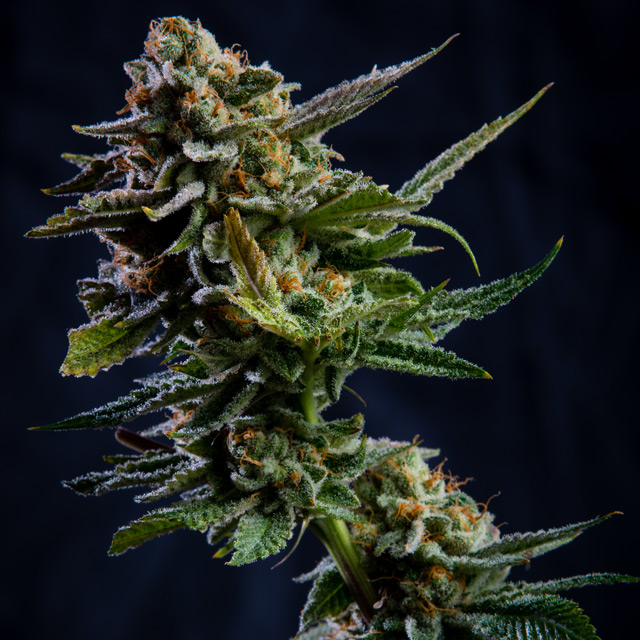 Vision Seeds 3VLG Feminized Cannabis Seeds
