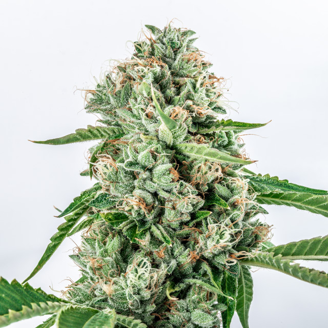 Vision Seeds 3VMG Feminized Cannabis Seeds