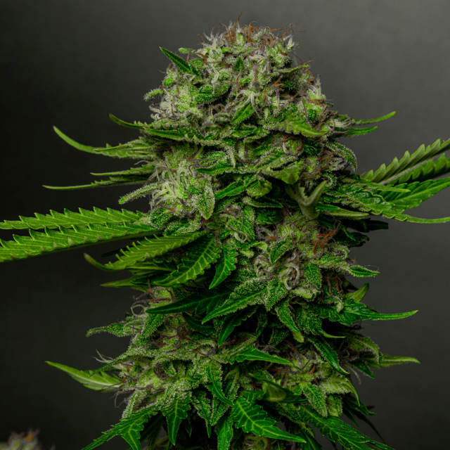 Vision Seeds 3VO-S Feminized Cannabis Seeds
