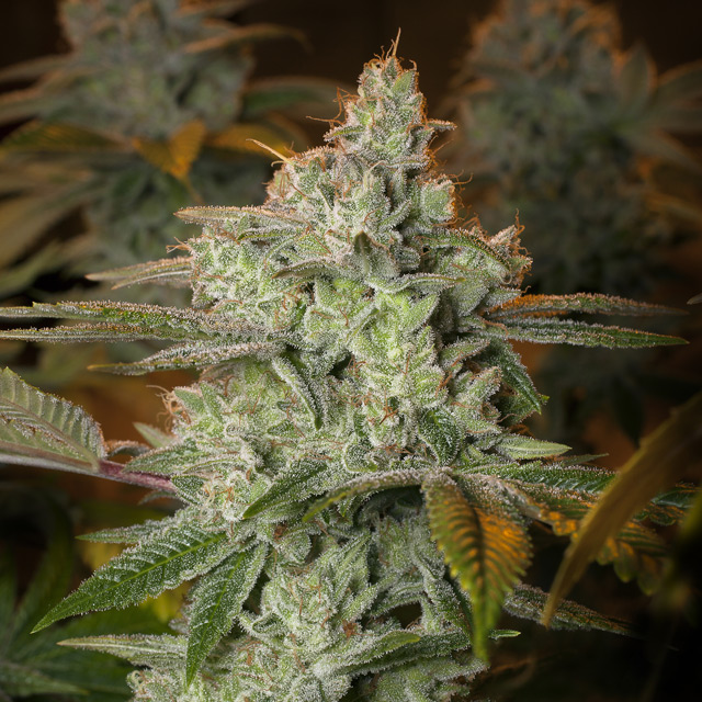 Vision Seeds Pineapple Fruit x Alien Rock Feminised - 3 Seeds