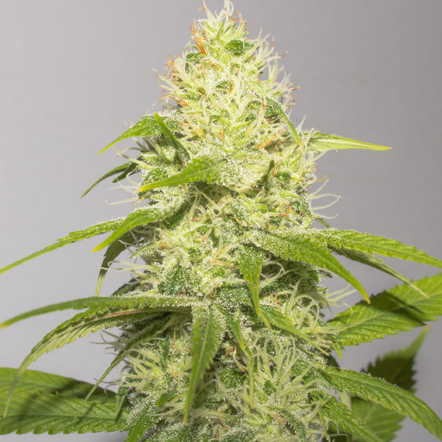 Vision Seeds 3VWR Feminised Cannabis Seeds
