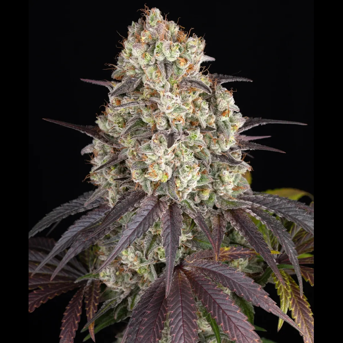 Barney's Farm 3BGP Feminized Cannabis Seeds