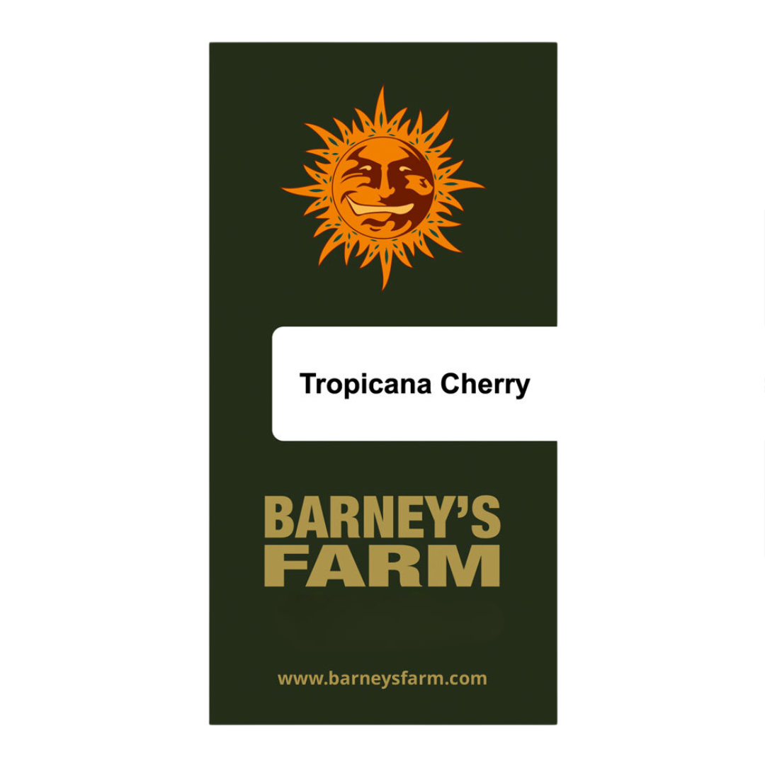 Barney's Farm 3BTCH Feminised Cannabis Seeds