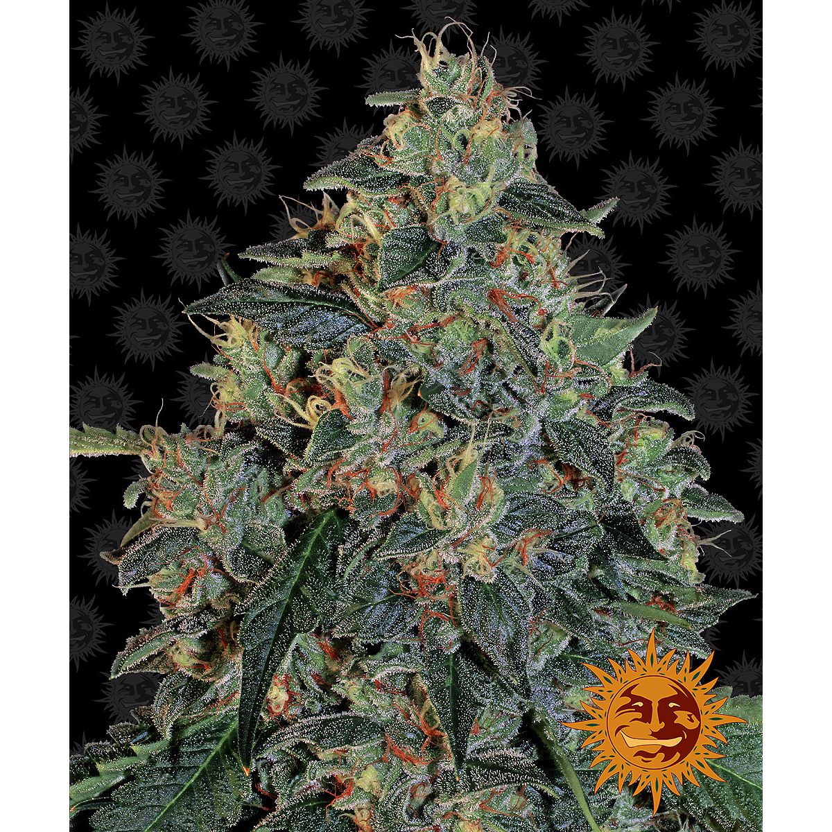 Barney's Farm 5BBO Feminized Cannabis Seeds