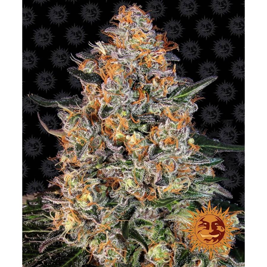 Barney's Farm 5BBK Feminized Cannabis Samen