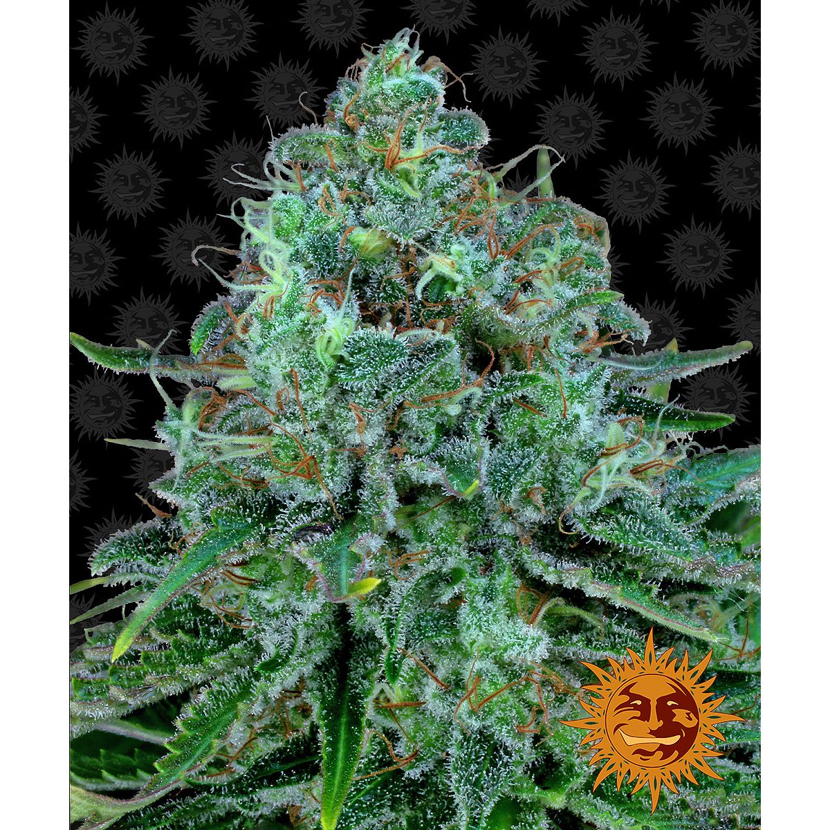 Barney's Farm 5BCK Feminised Cannabis Seeds