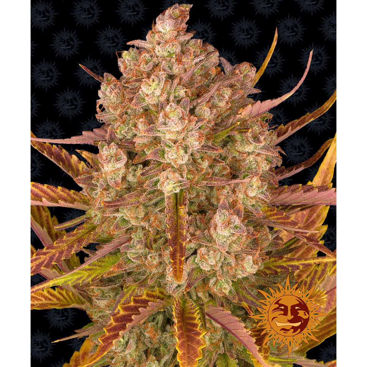 Barney's Farm Feminized Cannabis Seeds 5BDDA