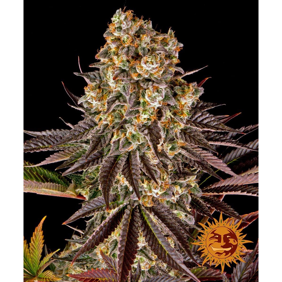 Barney's Farm Feminized Cannabis Seeds 5BG45