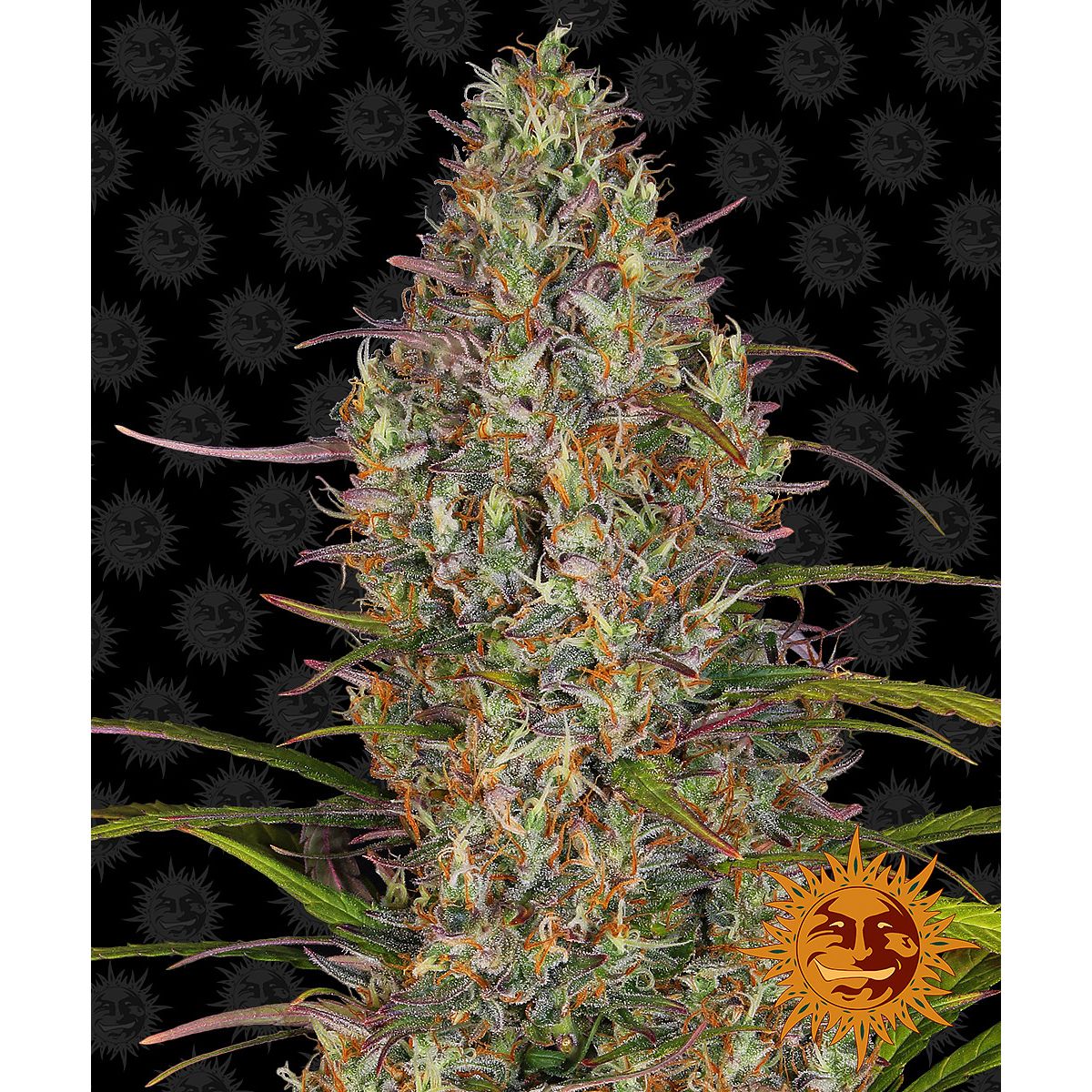 Barney's Farm Feminized Cannabis Samen 5BGGA
