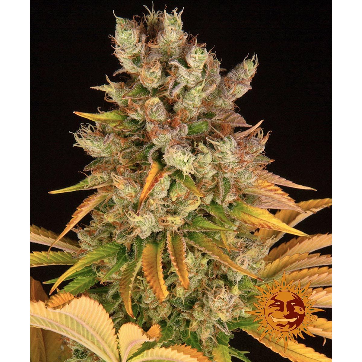 Barney's Farm 5BGMO Feminized Cannabis Seeds