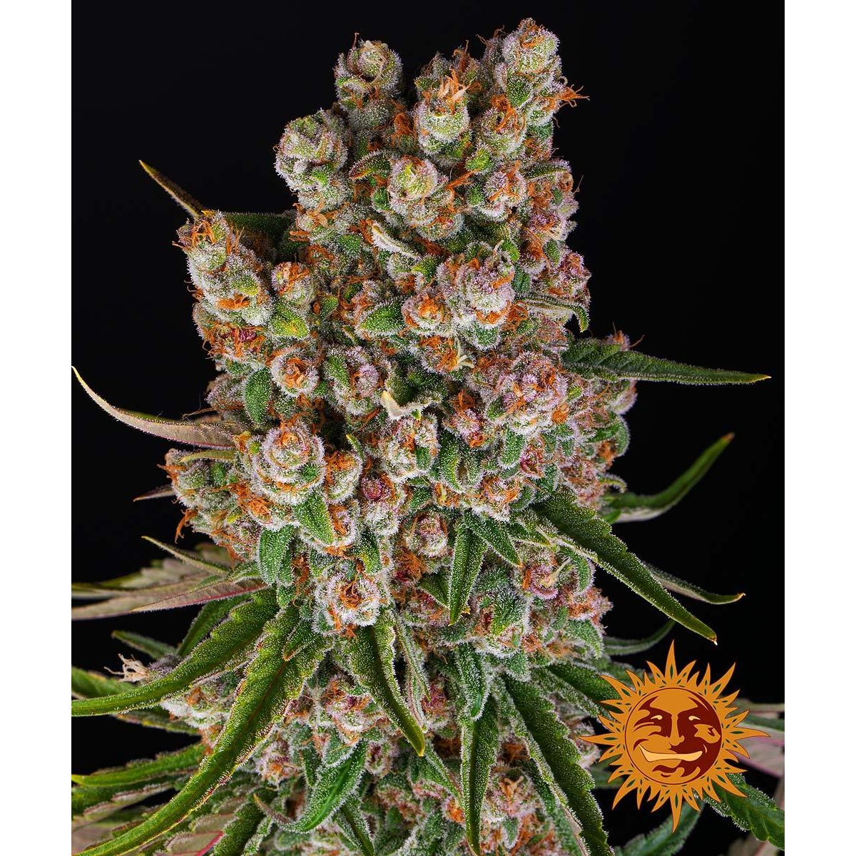 Barney's Farm 5BGMOA Feminized Seeds