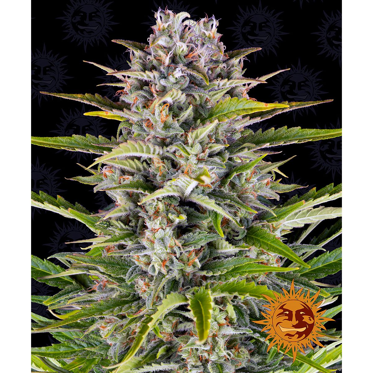 Barney's Farm Feminized Cannabis Seeds
