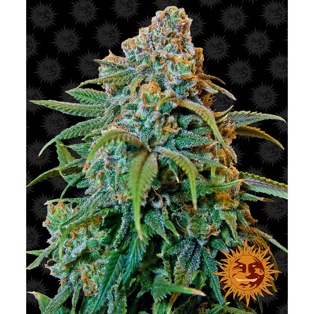 Barney's Farm Feminized Cannabis Seeds 5BLH