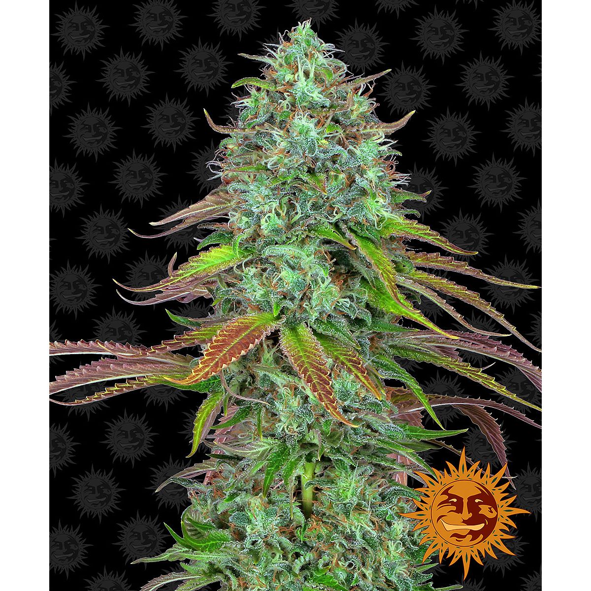 Barney's Farm 5BLSA Feminized Cannabis Seeds