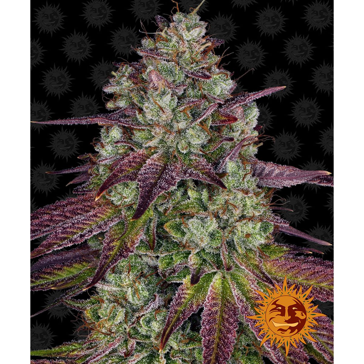 Barney's Farm Feminized Cannabis Seeds 5BME