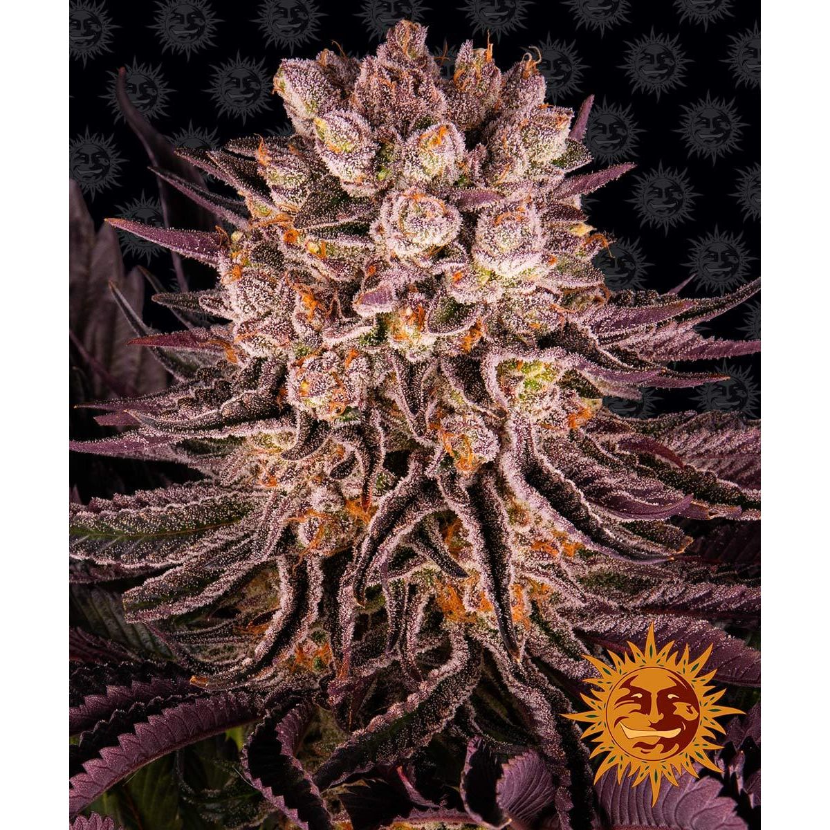 Barney's Farm 5BMO Feminized Cannabis Samen