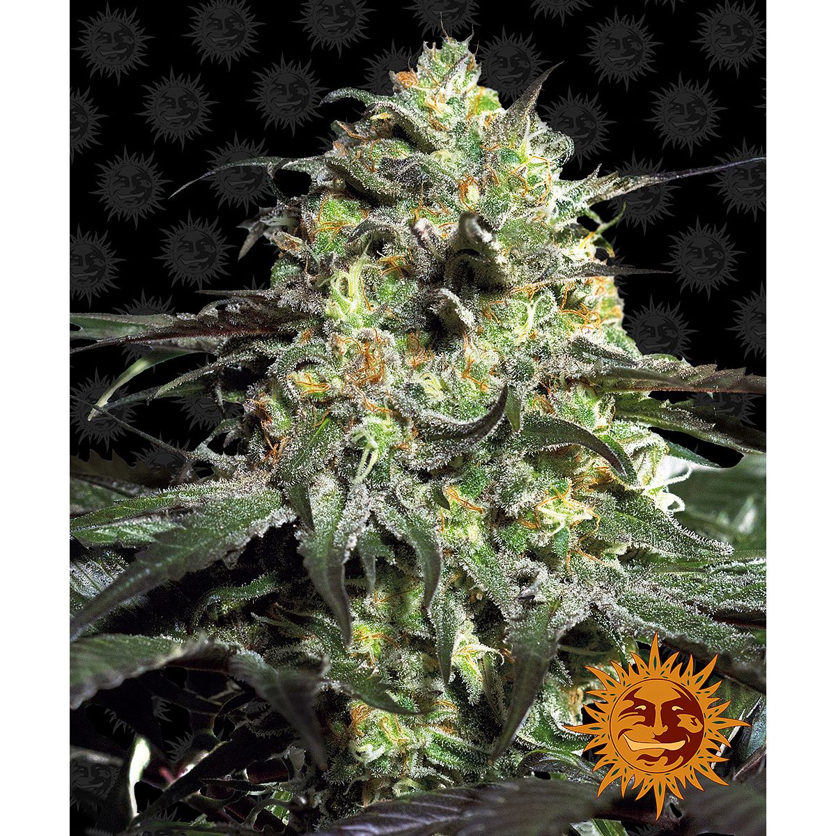 Barney's Farm 3BPC Feminisiert Cannabis Samen